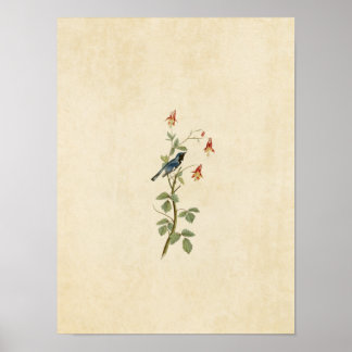 Bord 155 | Zwart-Throated Blue Warbler Poster