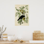 Bord 156 | Amerikaanse Crow | Vogels van Amerika Poster (Keuken)