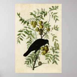 Bord 156   Amerikaanse Crow   Vogels van Amerika Poster