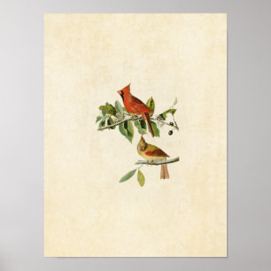 Bord 159   Kardinaal Grosbeak   Vogels van Amerika Poster