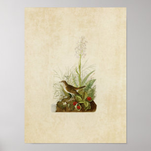Bord 164 Tawny Thrush Vogels van Amerika Poster