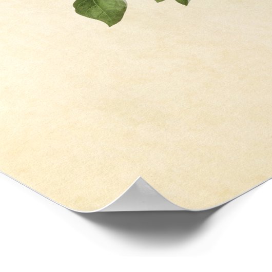 Bord 165 | Bachman's Finch | Vogels van Amerika Poster (Hoek)