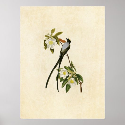 Bord 168 | Fort Flycatcher Poster (Voorkant)