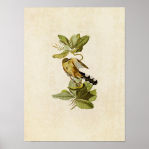 Bord 169   Mangrove Cuckoo   Vogels van Amerika Poster