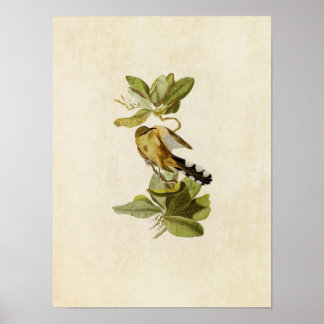 Bord 169 | Mangrove Cuckoo | Vogels van Amerika Poster