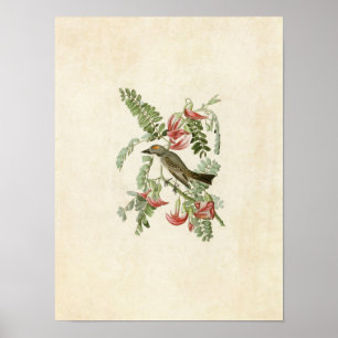 Bord 170   Grijze tiran   Vogels van Amerika Poster