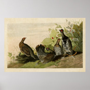 Bord 176   Gevlekte groepen   Vogels van Amerika Poster