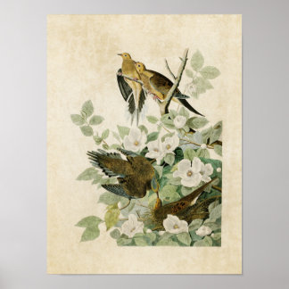 Bord 17 | Carolina Turtle Dove | Vogels van Amerik Poster