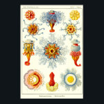 Bord 17. Sifoons. Poster<br><div class="desc">Sifoons. Siphonophorae (Siphonophora) zijn koloniale ongewervelde zeedieren die oppervlakkig op kwallen kunnen lijken; een enkel organisme is eigenlijk een kolonie. Bord 17 van de "Kunstformen der Natur" van Ernst Haeckel (kunstvormen van Natuur) van 1900.</div>