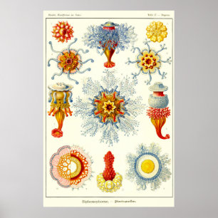 Bord 17. Sifoons. Poster