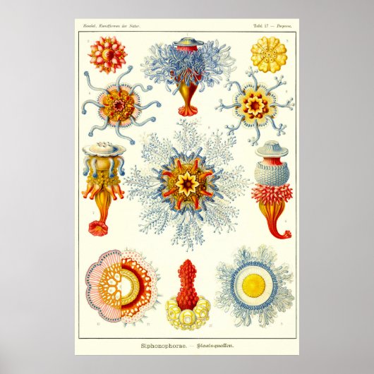 Bord 17. Sifoons. Poster (Voorkant)