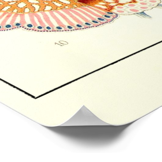 Bord 17 Siliphonophorae Poster (Hoek)