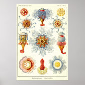 Bord 17 Siliphonophorae Poster (Voorkant)