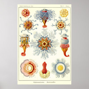 Bord 17 Siliphonophorae Poster