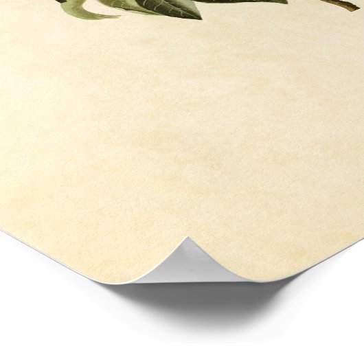 Bord 185 | Bachmans Warbler | Vogels van Amerika Poster (Hoek)