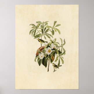 Bord 185 | Bachmans Warbler | Vogels van Amerika Poster