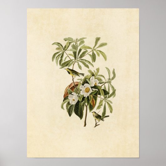 Bord 185 | Bachmans Warbler | Vogels van Amerika Poster (Voorkant)