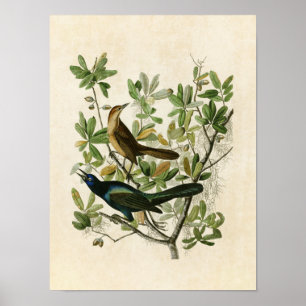Bord 187   Bot-snuifsnuitje   Vogels van Amerika Poster