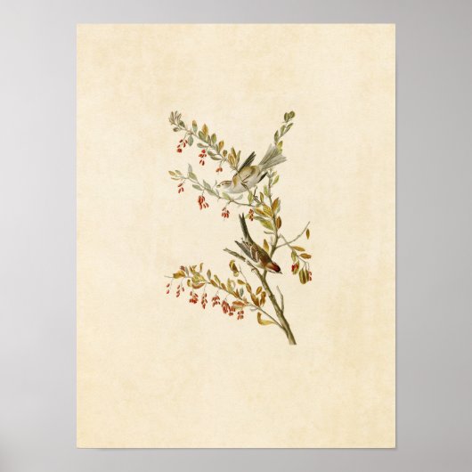 Bord 188 | Boom Sparrow | Vogels van Amerika Poster (Voorkant)