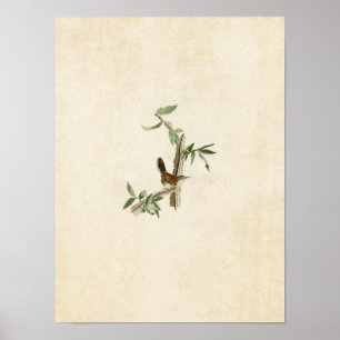 Bord 18   Bewick's Wren   Vogels van Amerika Poster