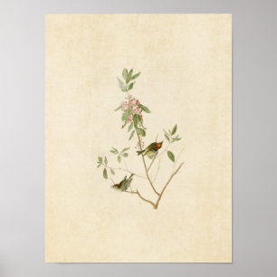 Bord 195 Ruby-Crowned Wren Vogels van Amerika Poster