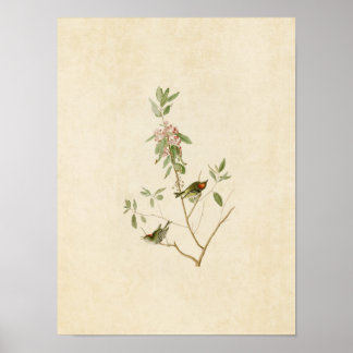 Bord 195 | Ruby-Crowned Wren | Vogels van Amerika Poster