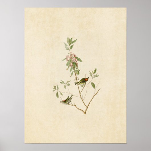 Bord 195 | Ruby-Crowned Wren | Vogels van Amerika Poster (Voorkant)