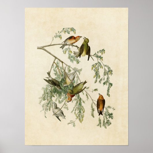 Bord 197 | Amerikaanse Crossbill | Vogels van Amer Poster (Voorkant)
