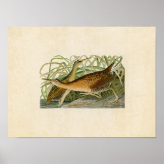 Bord 203 | Freshwater Marsh Hen Poster