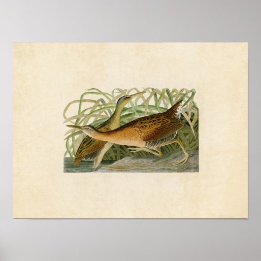 Bord 203 | Freshwater Marsh Hen Poster (Voorkant)