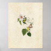 Bord 20 | Blauwwitte gele warbler Poster (Voorkant)