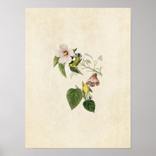 Bord 20 | Blauwwitte gele warbler Poster (Voorkant)