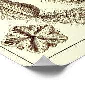 Bord 20. Crinoïden. Poster (Hoek)