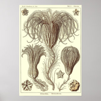Bord 20. Crinoïden. Poster