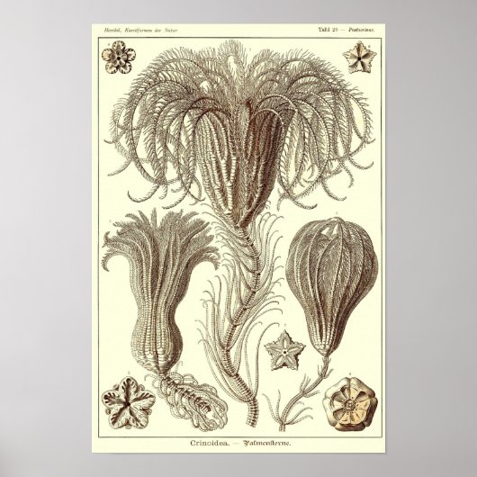 Bord 20. Crinoïden. Poster (Voorkant)
