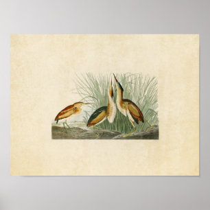Bord 210   Minste bittersoort   Vogels van Amerika Poster