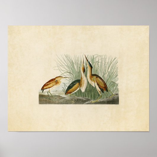 Bord 210 | Minste bittersoort | Vogels van Amerika Poster (Voorkant)