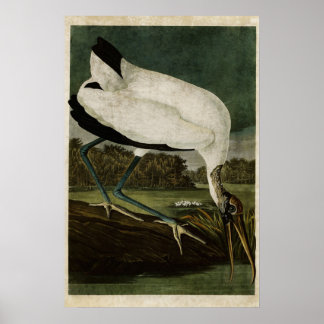Bord 216 | Hout-Ibis | Vogels van Amerika Poster