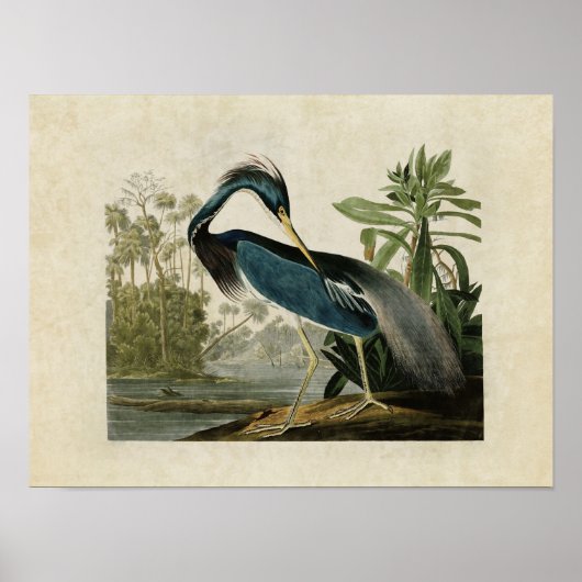 Bord 217 | Louisiana Heron | Vogels van Amerika Poster (Voorkant)
