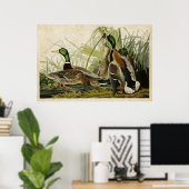 Bord 221 | Mallard Duck | Vogels van Amerika Poster (Thuiskantoor)