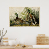 Bord 221 | Mallard Duck | Vogels van Amerika Poster (Keuken)