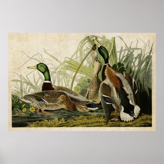 Bord 221 | Mallard Duck | Vogels van Amerika Poster (Voorkant)