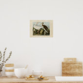 Bord 222 | Witte Ibis | Vogels van Amerika Poster (Keuken)