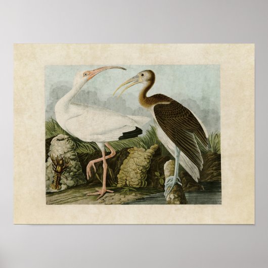 Bord 222 | Witte Ibis | Vogels van Amerika Poster (Voorkant)