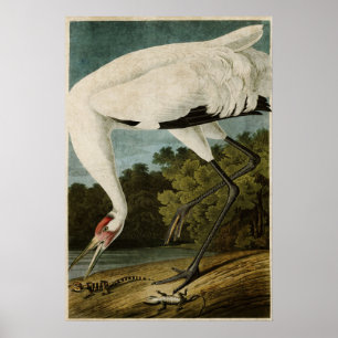 Bord 226   Hele kraan   Vogels van Amerika Poster
