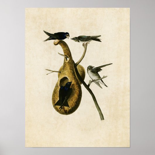 Bord 22 | Paarse Martin | Vogels van Amerika Poster (Voorkant)