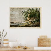 Bord 231 | Lange kieuwen | Vogels van Amerika Poster (Keuken)