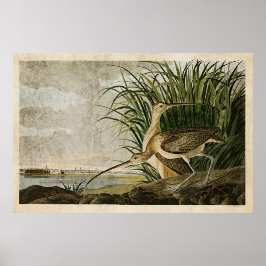 Bord 231 | Lange kieuwen | Vogels van Amerika Poster (Voorkant)