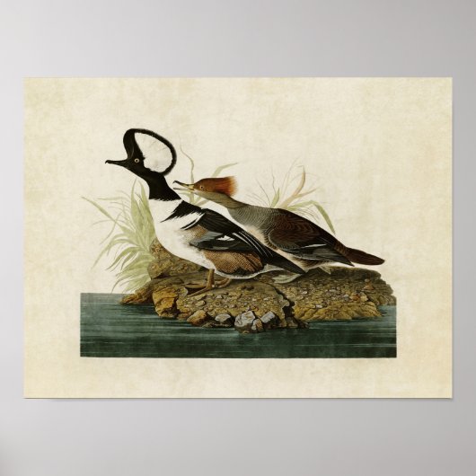 Bord 232 | Gedekte Merganser | Vogels van Amerika Poster (Voorkant)