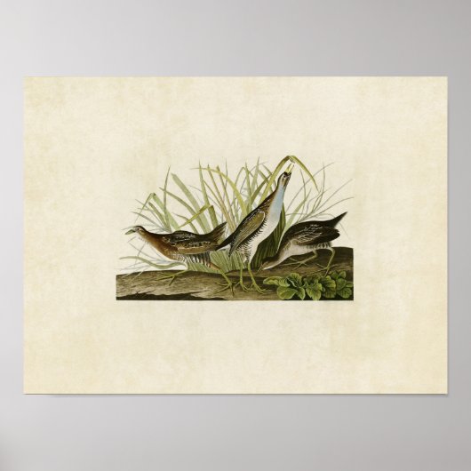Bord 233 | Sora of Rail | Vogels van Amerika Poster (Voorkant)